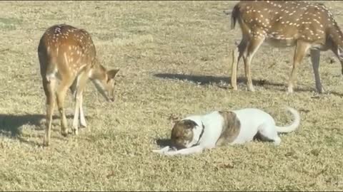 I'm deer | Dog tries to blend in with a deer herd