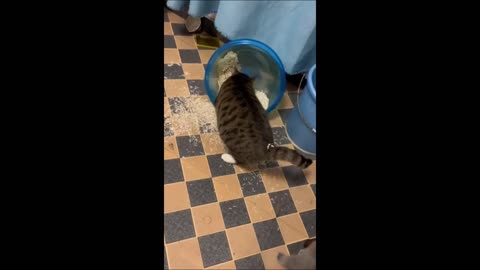 Funny animal Video !!!!