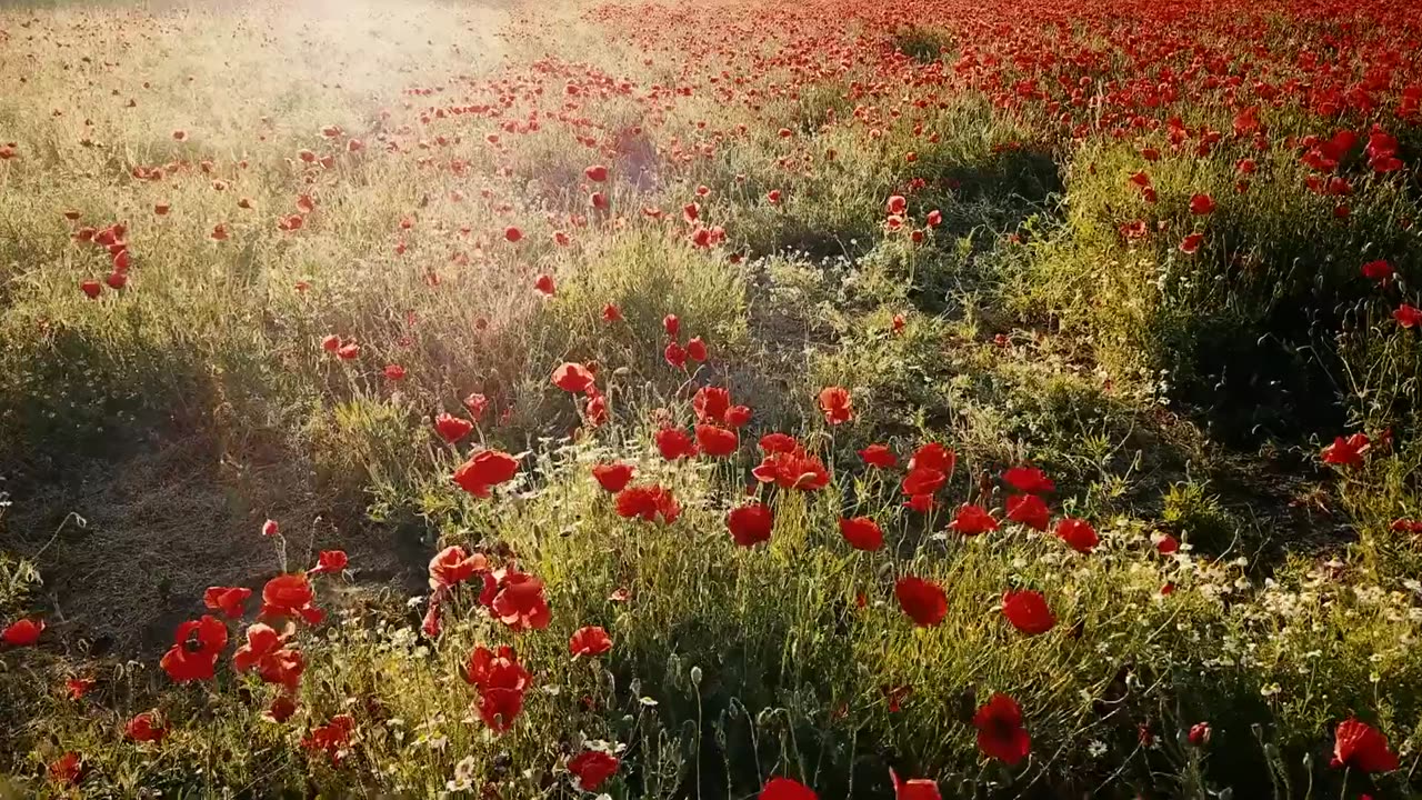 flower video - Amazing nature
