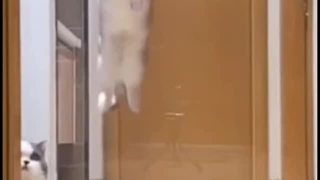Can you imagine how high a cat can jump?