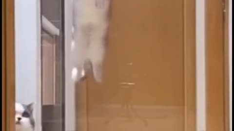 Can you imagine how high a cat can jump?