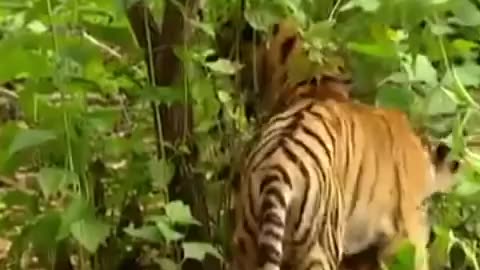 Monkey and tiger funny video