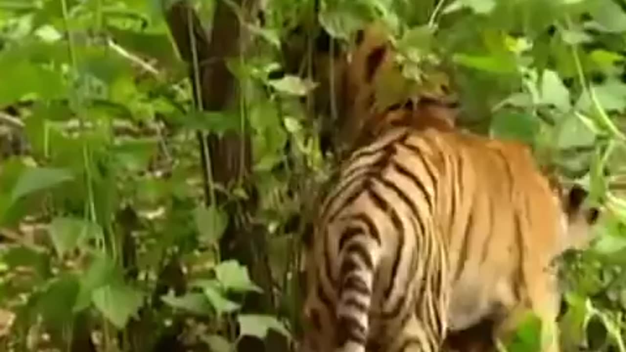 Monkey and tiger funny video