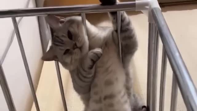 Incredibly hilarious animal moments #33.
