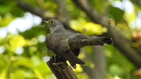 Cuckoo with four sounds