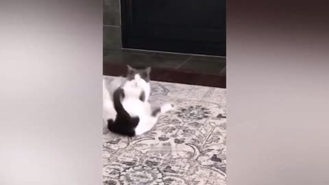 Funniest Animals 2022 😂 Funniest Cats and Dogs 😺🐶