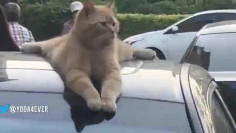This Is My Car Now! Meow