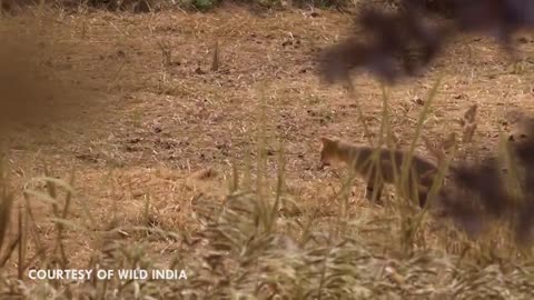 Swamp Cat: The King of the Swamp