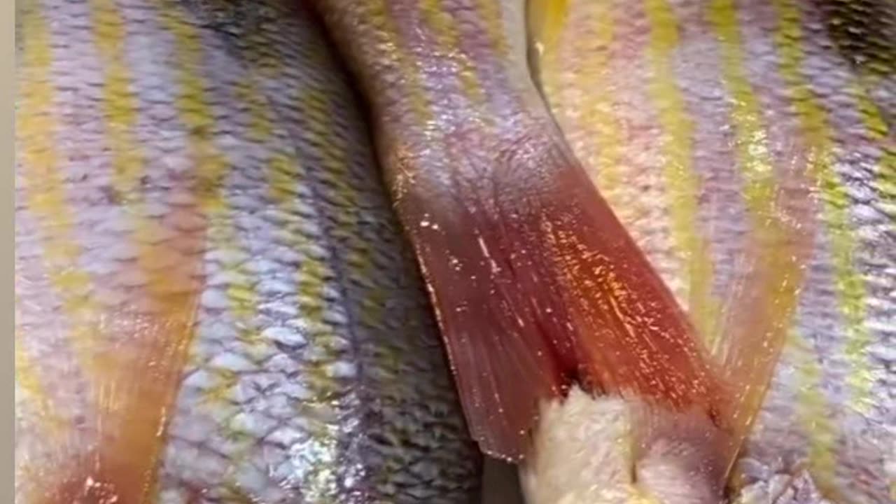 Ostra peixe vermelho e câmera fresco