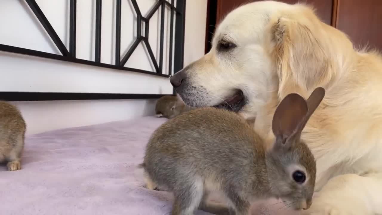 Golden Retriever Teaches Baby Bunnies to Play Like Dogs