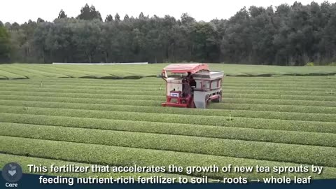 Japanese Green Tea Cultivation - Green Tea Farm - Green Tea Harvest and Processing