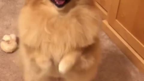 Dog Dance