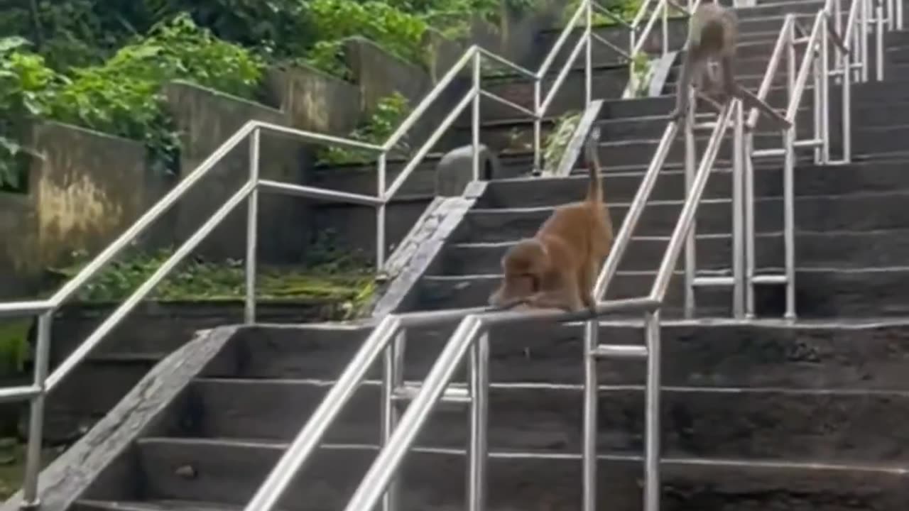 SLIDING MONKEY