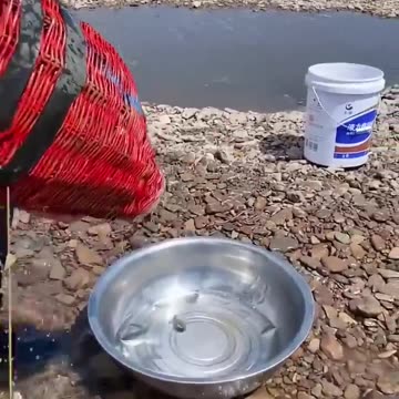 New Primitive Technology FISH TRAP with Fishing Kambo #short (1)