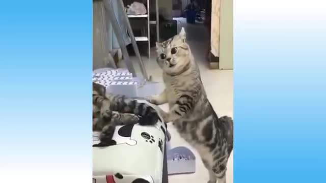 Top Funny Cat Videos of The Weekly - TRY NOT TO LAUGH