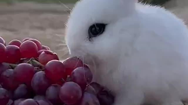 A little white rabbit I just bought today looks very cute when eating grapes