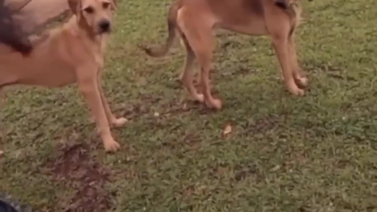 Dog Very Funny Video Of The Day😂😂