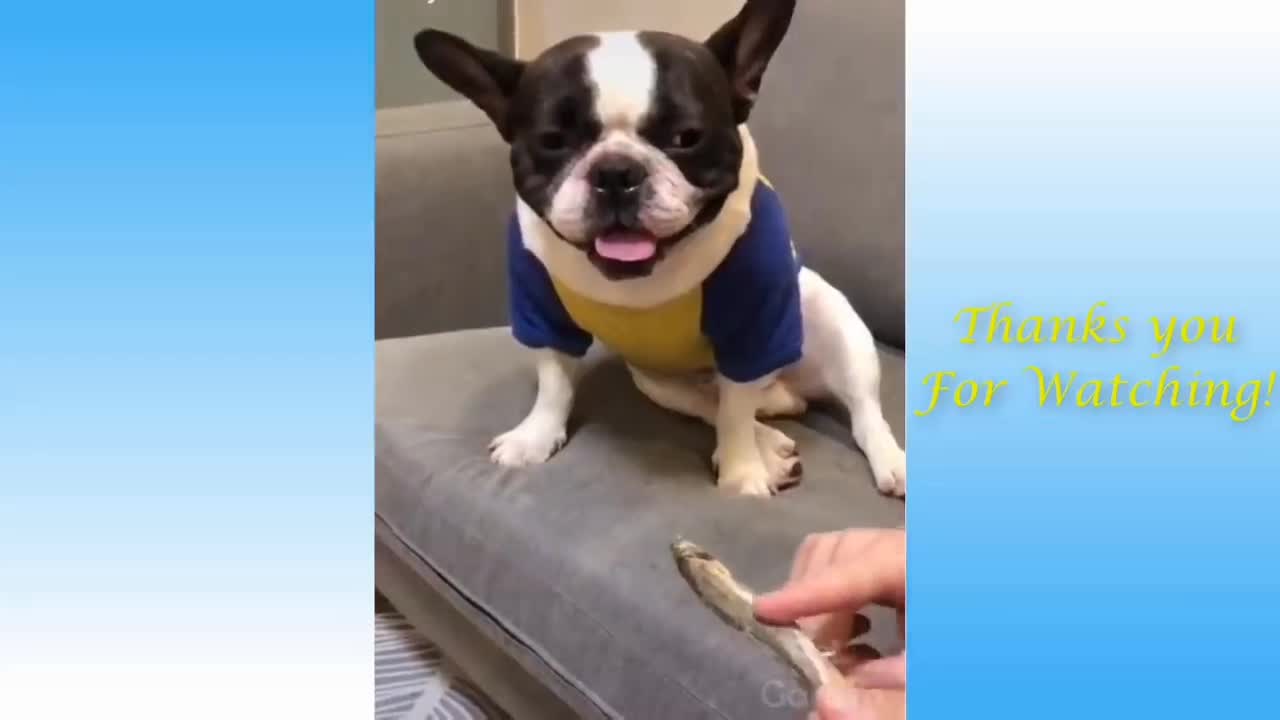 funny Animals Video - Best Cats and Dogs Videos