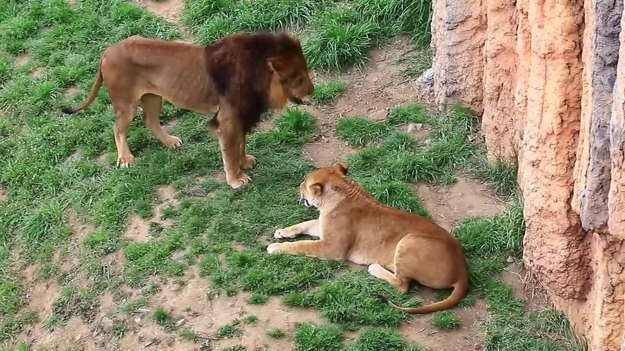 Female lion