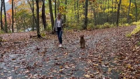 my dog sees me for the first time after 2 weeks apart