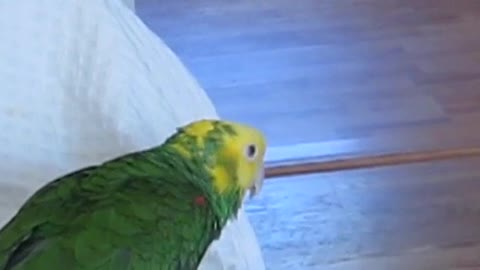 Trauma Bonkers Parrot