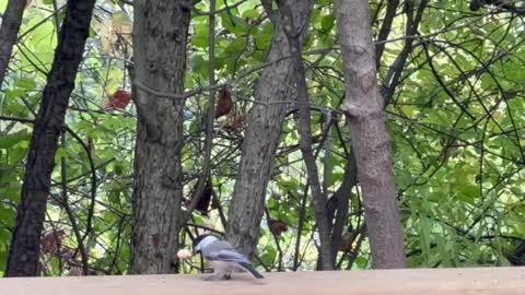 Chickadee heavy lifter 😊😊😊