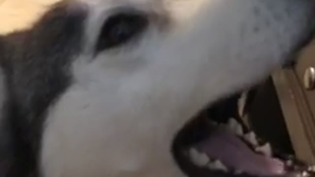 Screaming husky throws insane temper tantrum