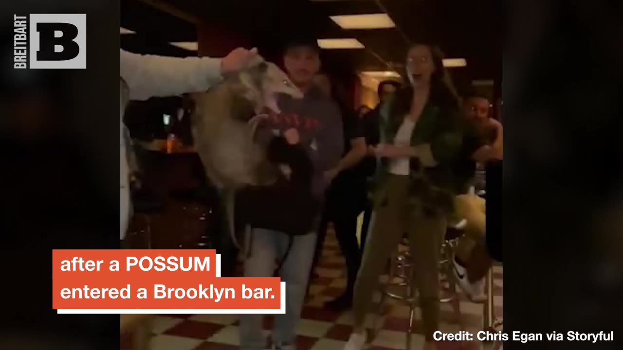 YOU'VE HAD ENOUGH TO DRINK!! Alaskan Woman Bounces Possum from Brooklyn Bar