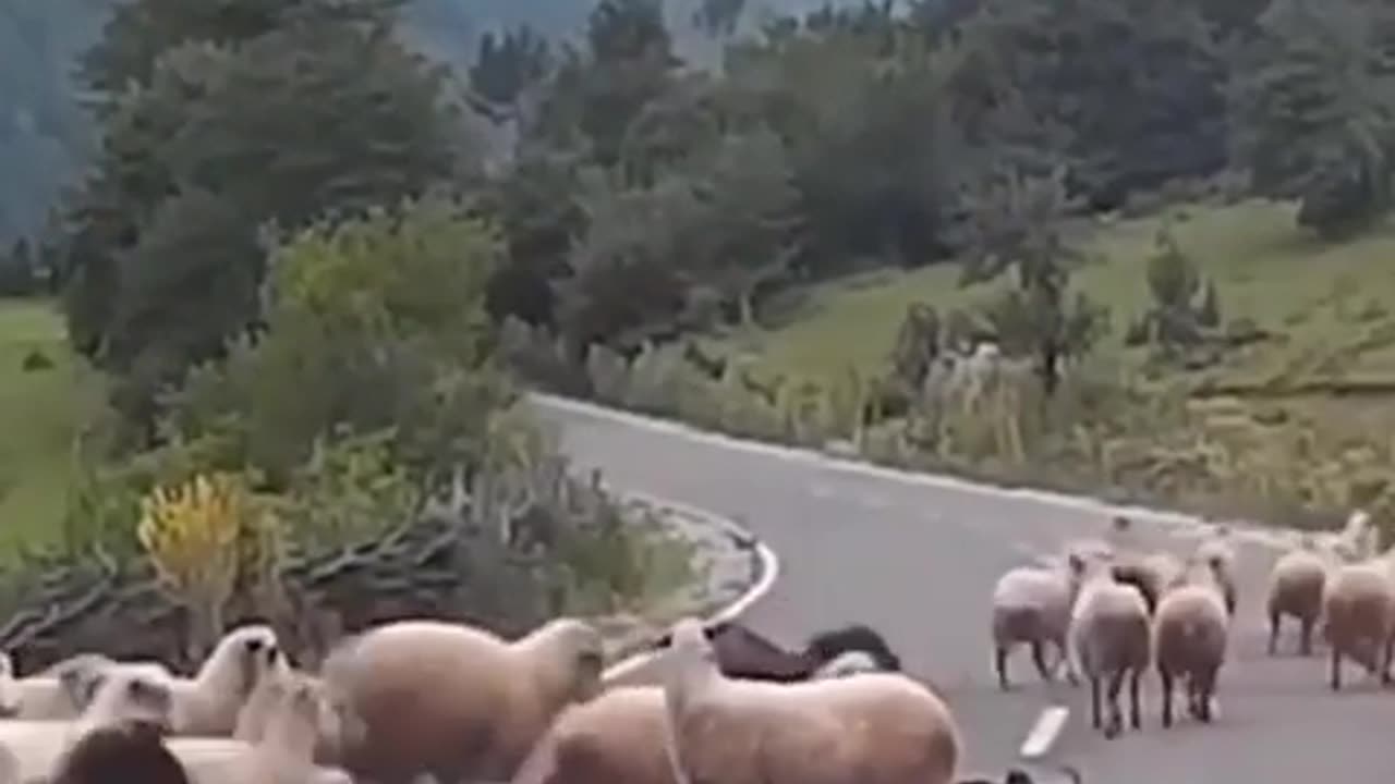 Sheep’s are attacking a poor man