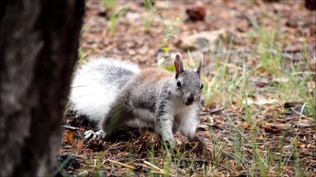 The little squirrel is playing under the tree