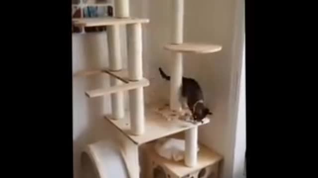 Cute cat funny videos 🤩