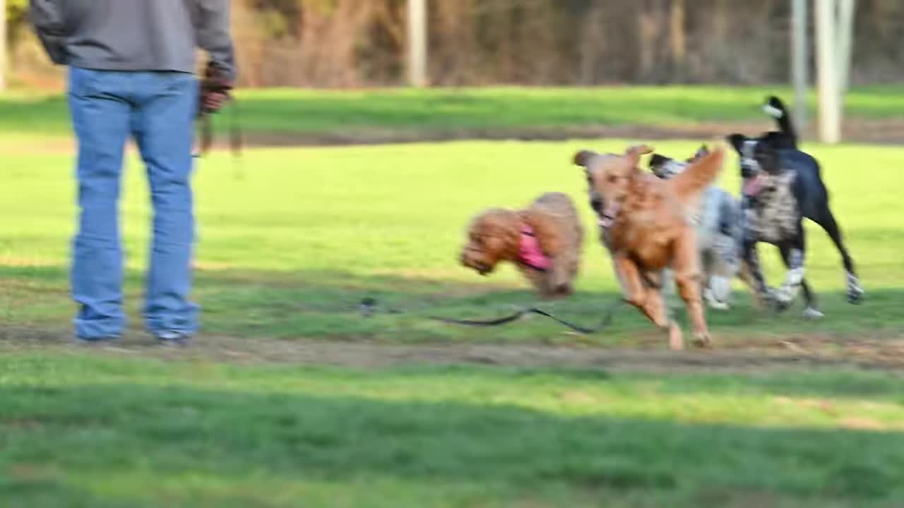 Dogs LEASH-TRAINing Dogs