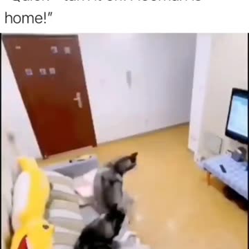 Quick! Turn It Off...Hooman is Home!