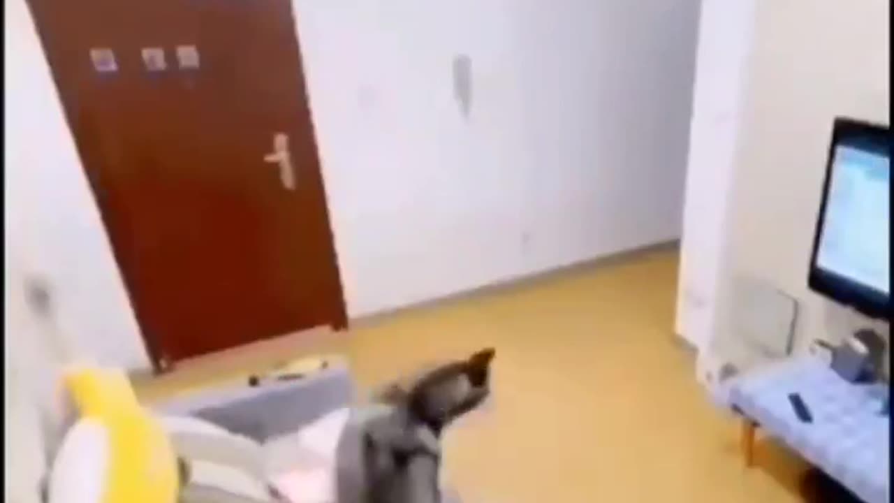 Quick! Turn It Off...Hooman is Home!