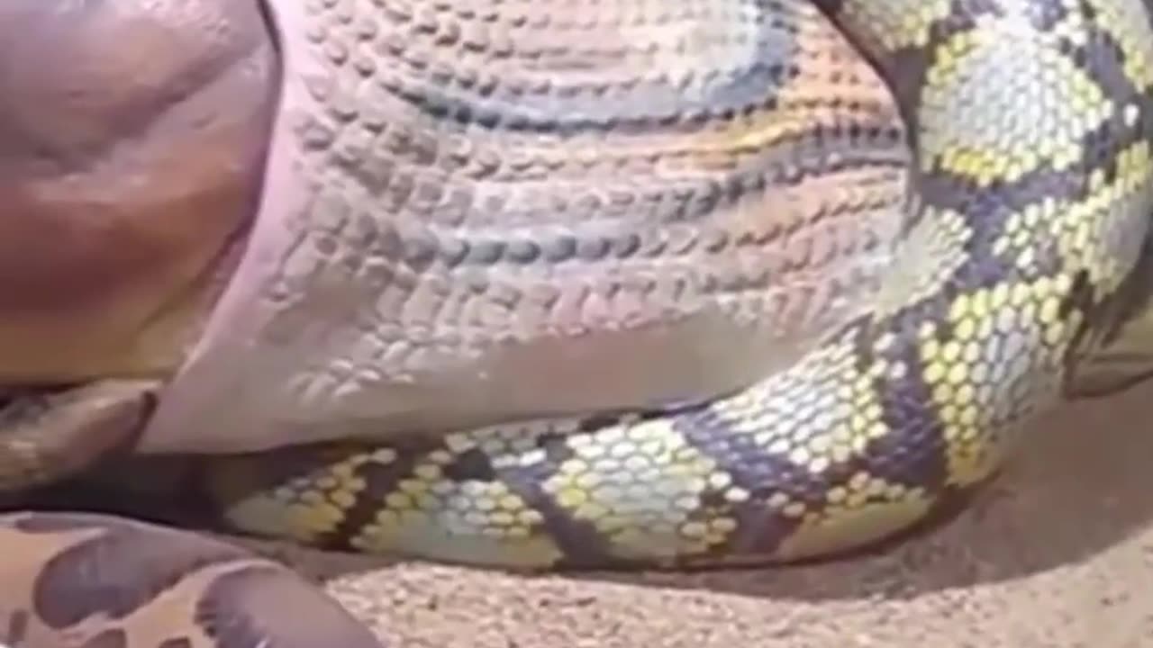 #Viral_Snake_Video#____🔥🤯😱_