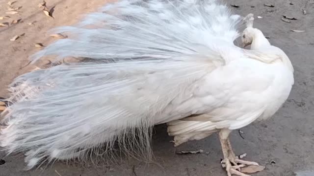 White Peacock 🦚 Video By Kingdom of Awais