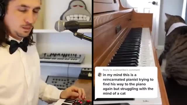The Kiffness x Mozart Cat - Piano Playing Cat (Remix)