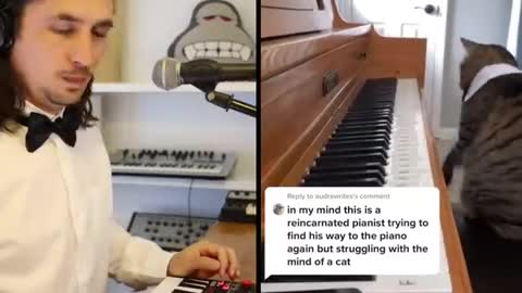 The Kiffness x Mozart Cat - Piano Playing Cat (Remix)