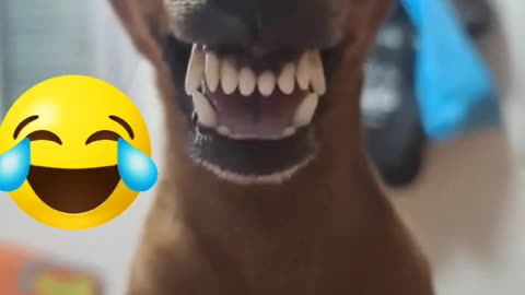 funny dog ​​that doesn't stop laughing