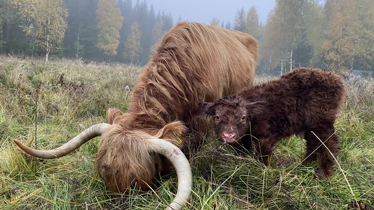 Old cow and newborn calf