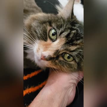 Cat Gallbladder & Spleen w/tumor surgery (?)