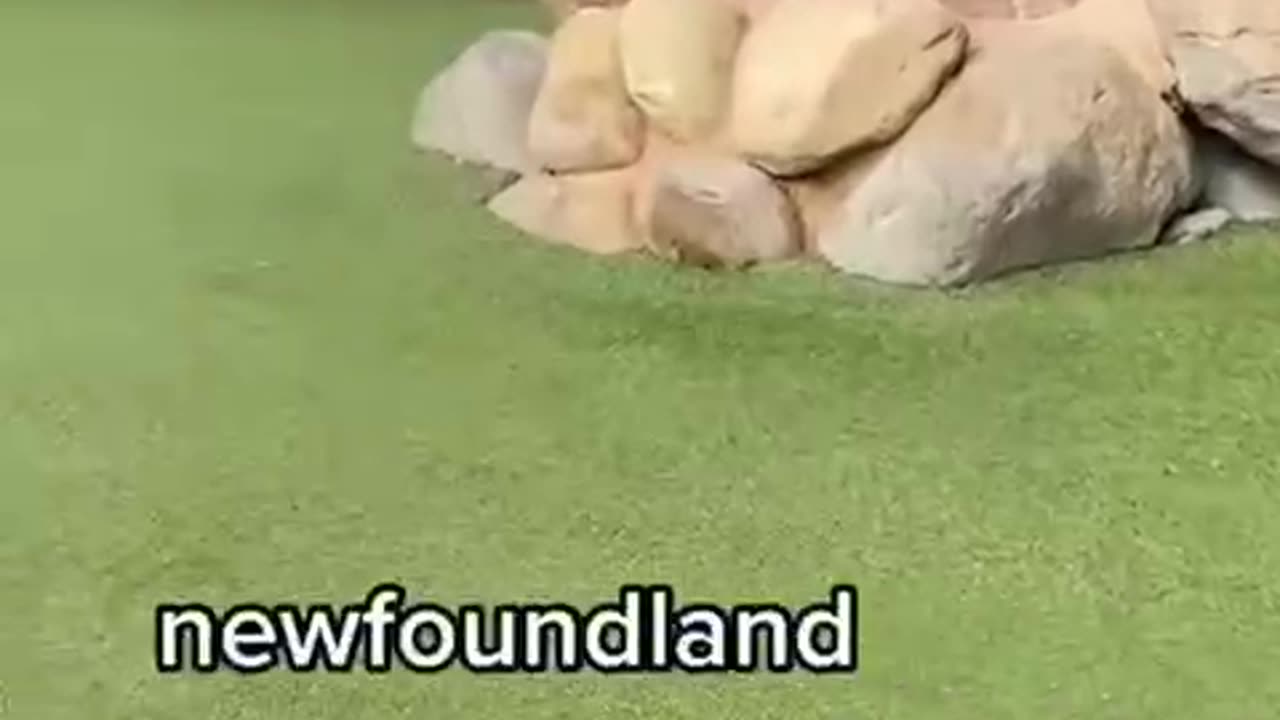 Dogs going to school and its behaviour