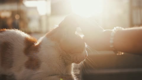 The world of cats🐈🐈