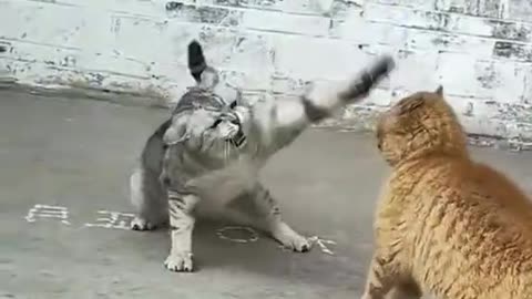 Cuta and funny cat video.