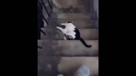 Cat fails walking down the stairs