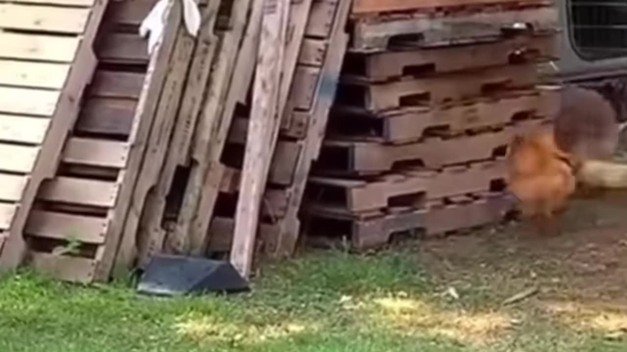 Funny Animal