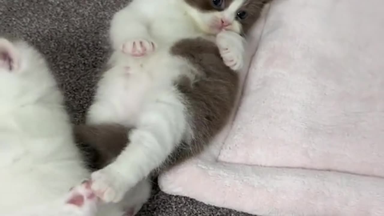 "Adorable Kittens: The Sweetest Display of Feline Affection"