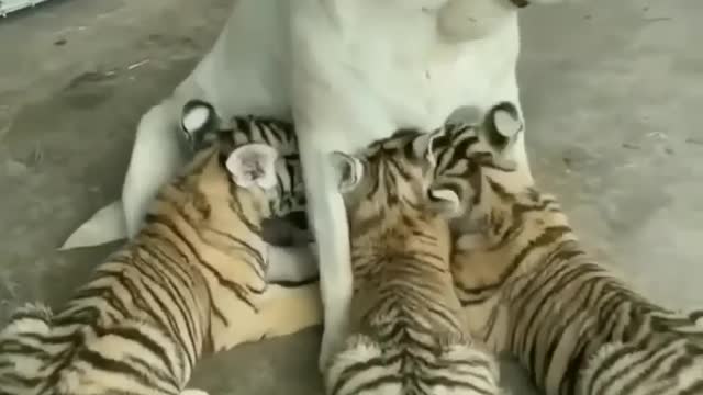 Little Tiger feeded by dog, iam not your mother