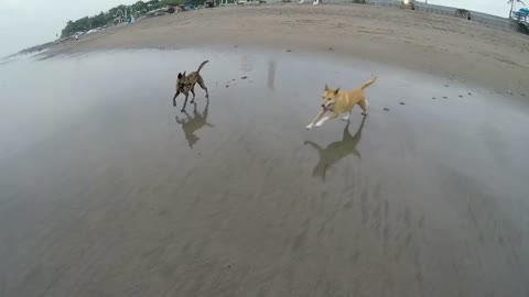 Funny dog ​​🐶 Fun on the beach