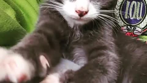 Rescue kitten making biscuits